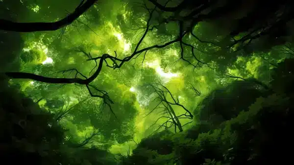 والپیپر جنگل سرسبز و شاداب