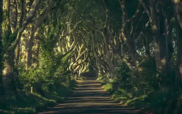 والپیپر جنگل سرسبز و شاداب