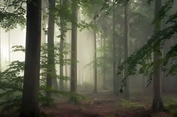 والپیپر جنگل مه‌آلود صبحگاهی