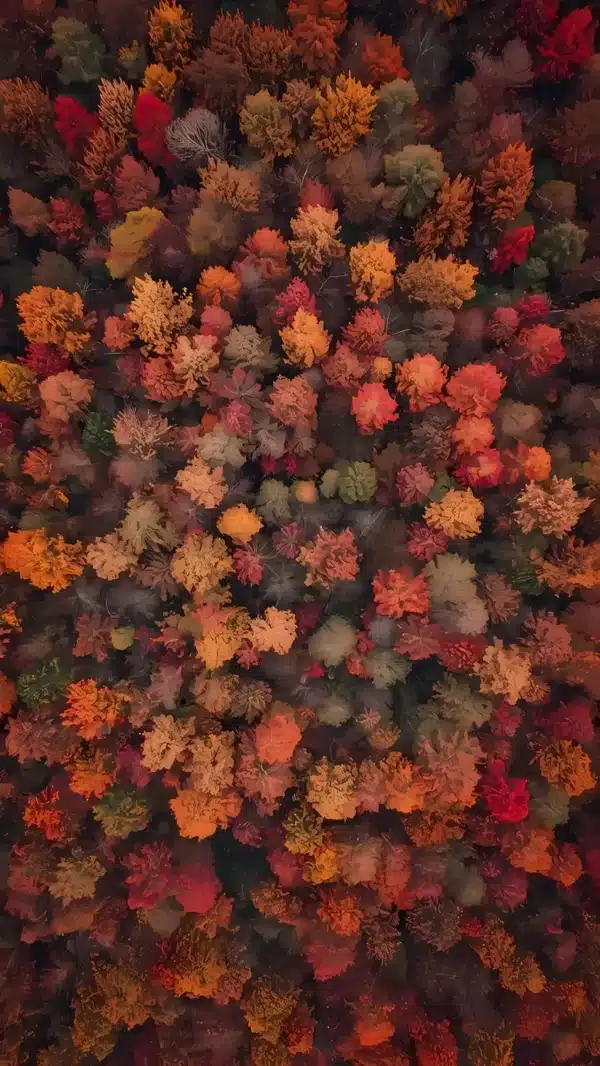 والپیپر جنگل پاییزی با رنگ‌های طلایی