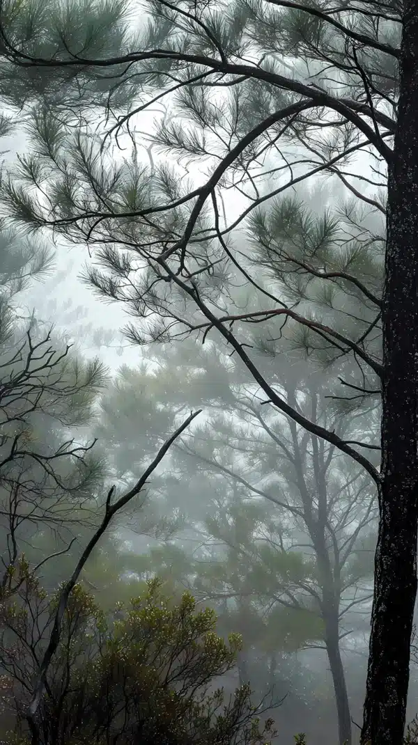 والپیپر طبیعت 2026 جنگل مه‌آلود با نورپردازی سینمایی - Hd